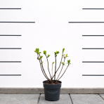 Hortenzia metlinatá (Hydrangea paniculata) ´LIVING LITTLE LOVE´® by LIVING CREATIONS® výška 20-30 cm, kont. C1,5L